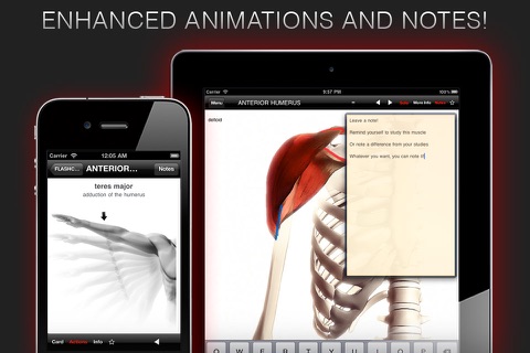 Anatomy In Motion - Shoulder Muscles Flashcards screenshot 3