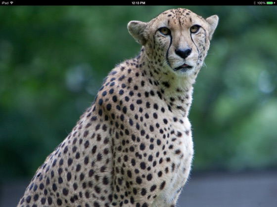 ‎Cheetah for Kids on Apple Books