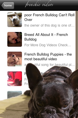 Frenchies - Cute French Bulldogs screenshot 4