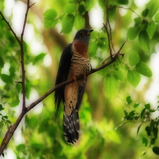 Cuckoo Birds - Zoologists and Taxonomists Dream