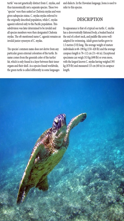 Turtle Magazine screenshot-3