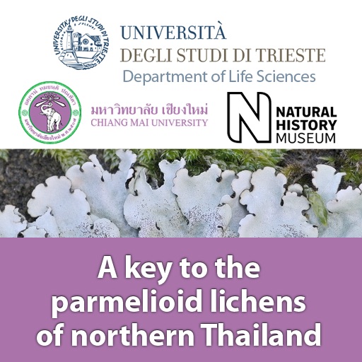 A key to the parmelioid lichens of northern Thailand icon