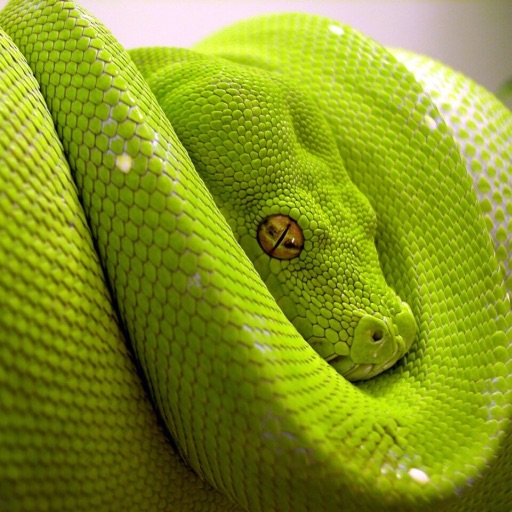 iSnakes icon