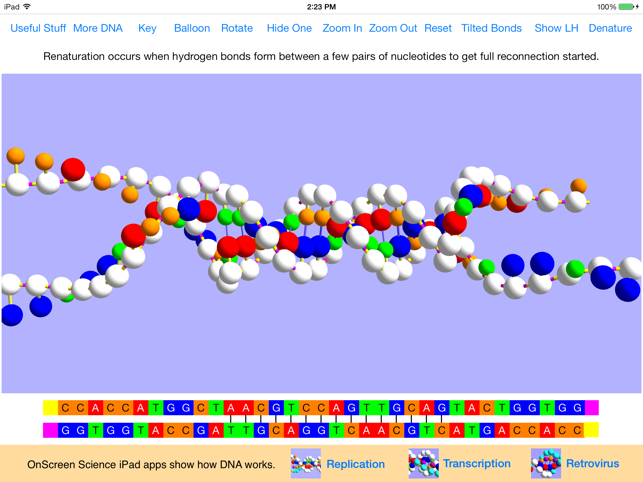 OnScreen DNA Model(圖3)-速報App