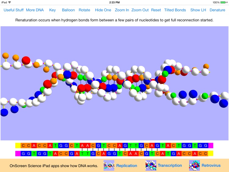 OnScreen DNA Model