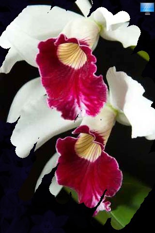 Lovely Orchid Pictures screenshot 4