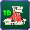 3D Human Neck Muscle HD