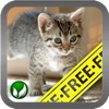 Cat ■ mini-games (FREE)