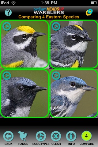 birdJam HeadsUp Warblers
