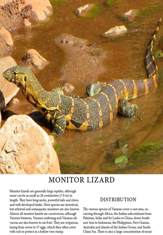 Lizards Magazine screenshot 2