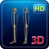 3D Medical Leg Skeleton