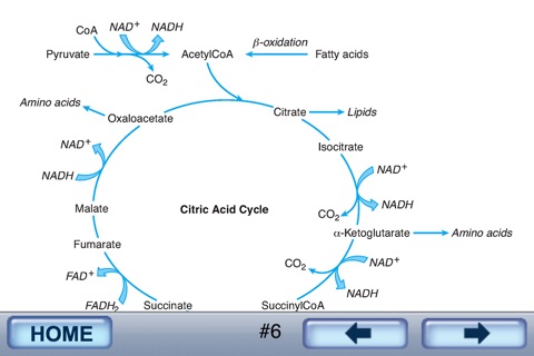 Barron's MCAT Flash Cards / iPhone Edition screenshot 2