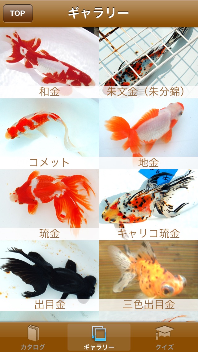 日本金魚図鑑 -Japanese goldfish-のおすすめ画像2