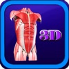 3D Human Body Muscle Pro