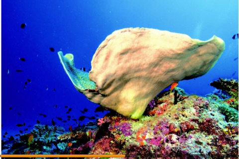 世界最美珊瑚礁 screenshot 4