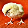 Baby Chickens - Lil Chicks Ringtones and Alarm Sounds