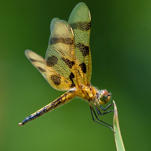 Dragonflies in Ultra-HD