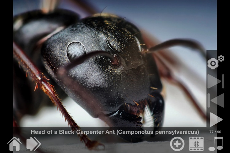 Bugs! - Incredible Macro Photography by Thomas Shahan screenshot-4