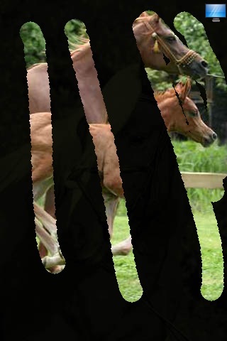 Lovely Horses screenshot-4