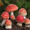 Mushroom Encyclopedia