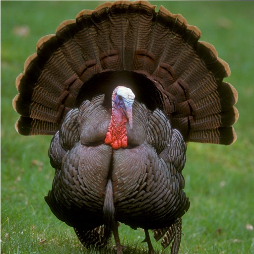 Pro Turkey Calls Icon