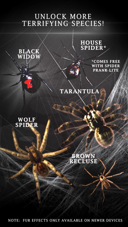 Spider Prank Lite