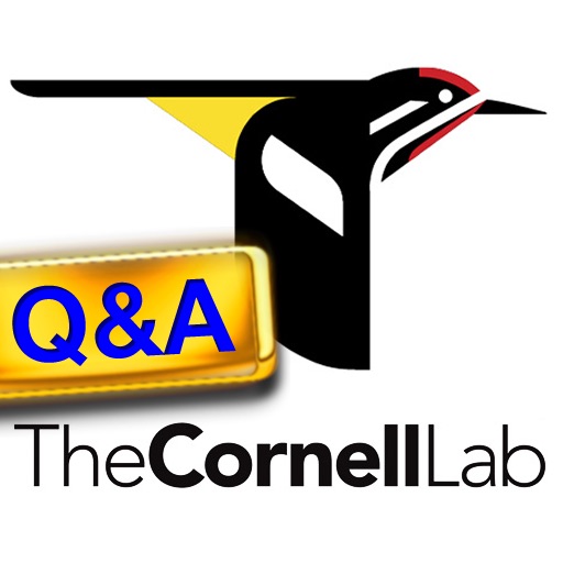 CornellLab Bird Q&A: Your birding questions answered iOS App