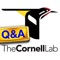 CornellLab Bird Q&A: Your birding questions answered