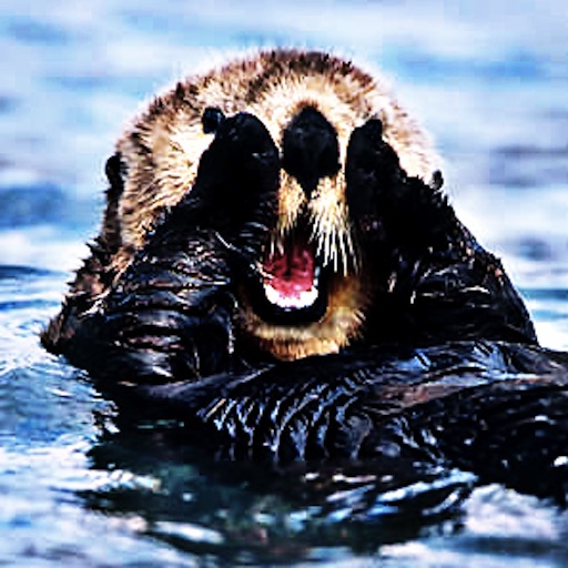 Sea Otters - The Ocean's Furry Friend icon