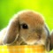 Bunny TapTap Game HD for Kids - FREE
