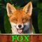 What Does The FOX Say- Talking FOX