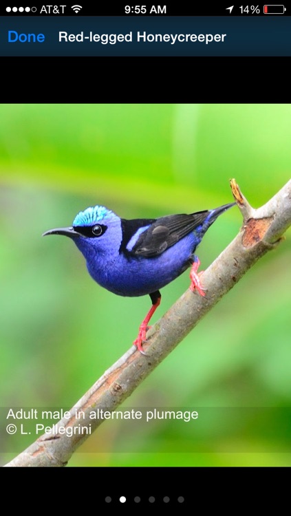 BirdsEye Costa Rica - Bird Finding Guide