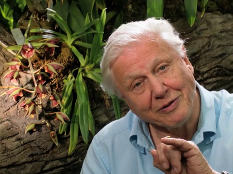 Kingdom of Plants with David Attenborough screenshot 2