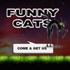 Funny Cats HD