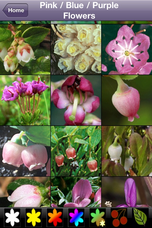 Northwest Mountain Wildflowers