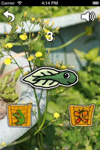 Butterfly or Frog screenshot 2
