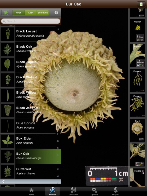 Leafsnap For iPad