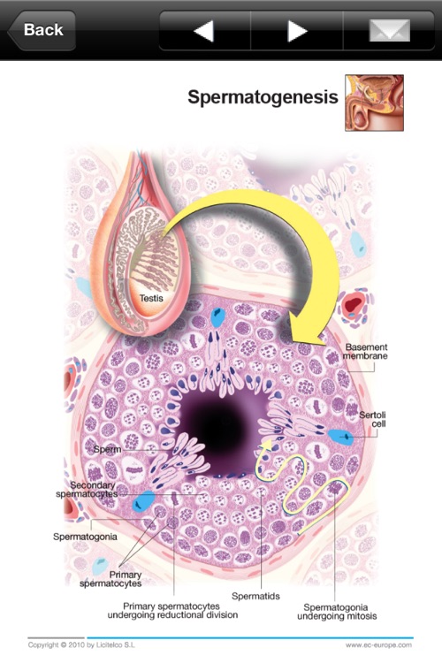 Miniatlas Erectile Dysfunction