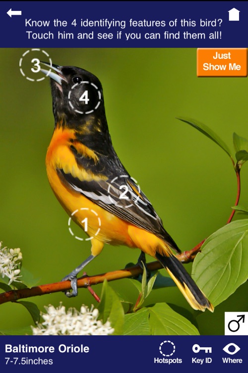 Wild About Birds!