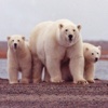 Mr. Bear and Family`