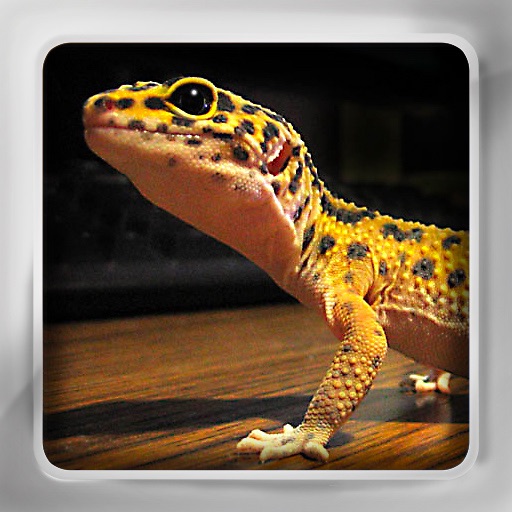 Lizard Flip: Flashcards of Dragons & Lizards Icon