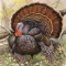 Free Turkey Calls is a sound app that you have to have if you are out hunting for turkeys or if you want to annoy someone with the sounds of turkeys