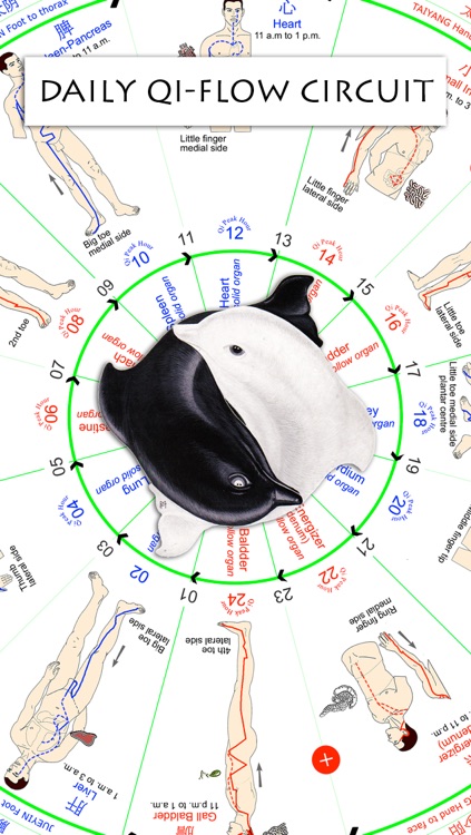 Daily Qi-Flow Circuit