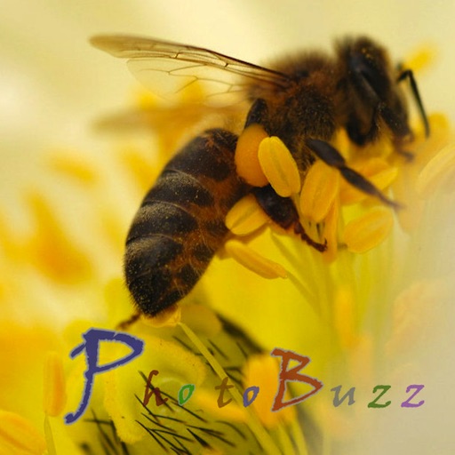 PhotoBuzz Free - Web Album Explorer & Community iOS App