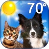 Puppy & Kitty Weather Clock Craze PRO - With Doggy Date and Temperature