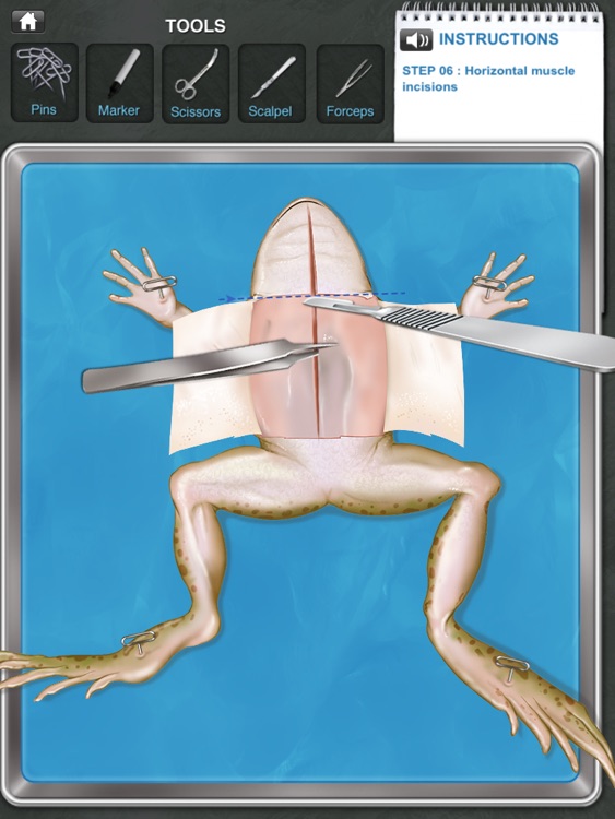 Frog Dissection