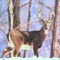 Perfect Deer Calls and instructions in your pocket with you