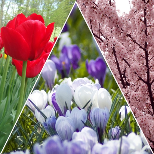 Spring Flowers Wallpapers Free icon