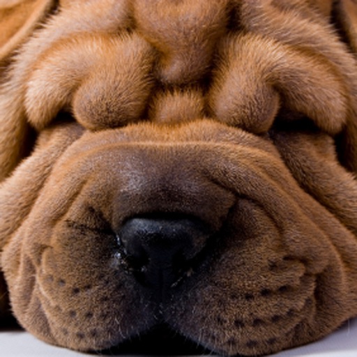 Shar Peis - Chinese Wrinkle Dogs