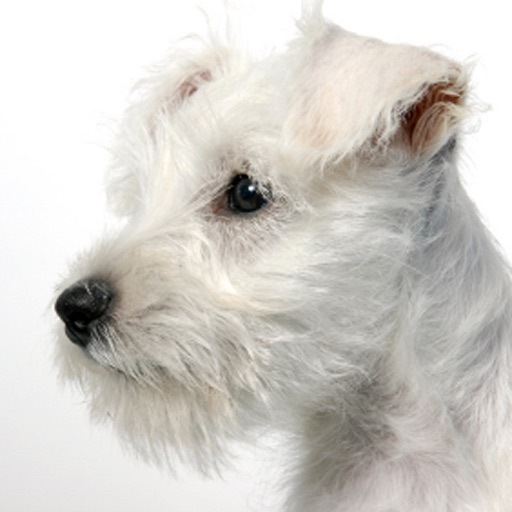 Schnauzers - Small Dog Series icon
